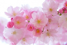 Beautiful Harmony